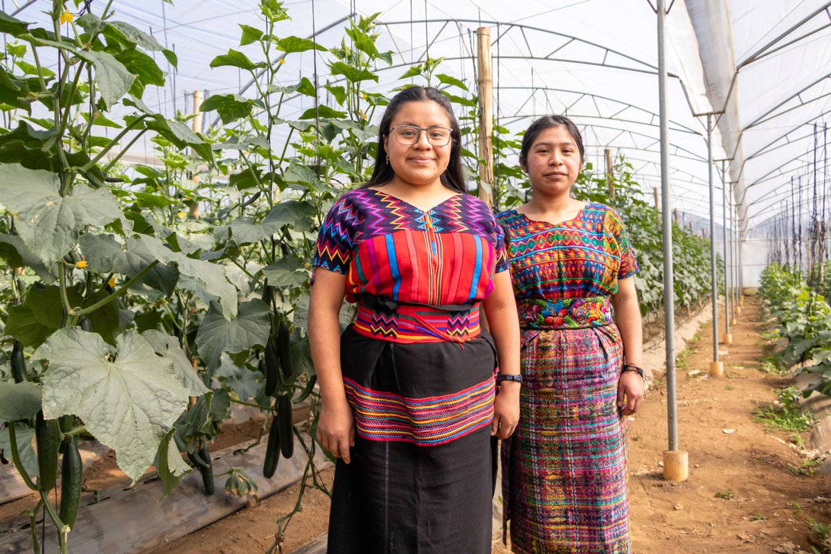 Globally, youth are leaders, advocates, innovators and agents of change. In Guatemala, #IndigenousYouth are also leading action on climate-resilient farming.

See how we're supporting this project to secure a #FutureofFood: ow.ly/GXyY50RcNUA

#UNPFII2024