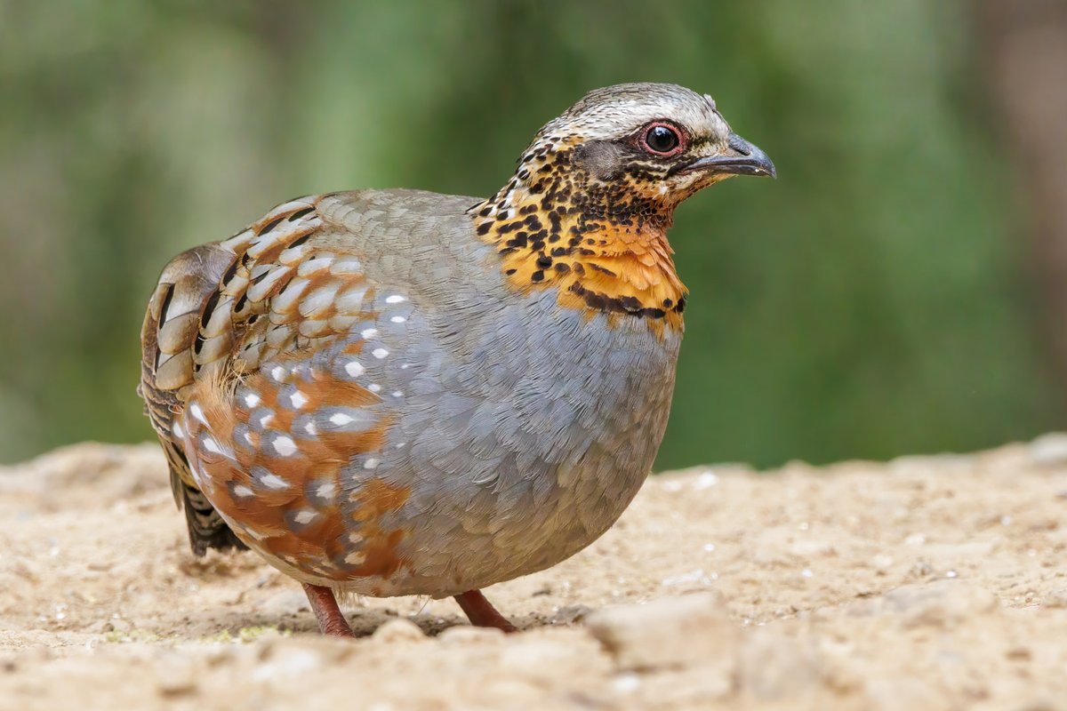samthebirder tweet media