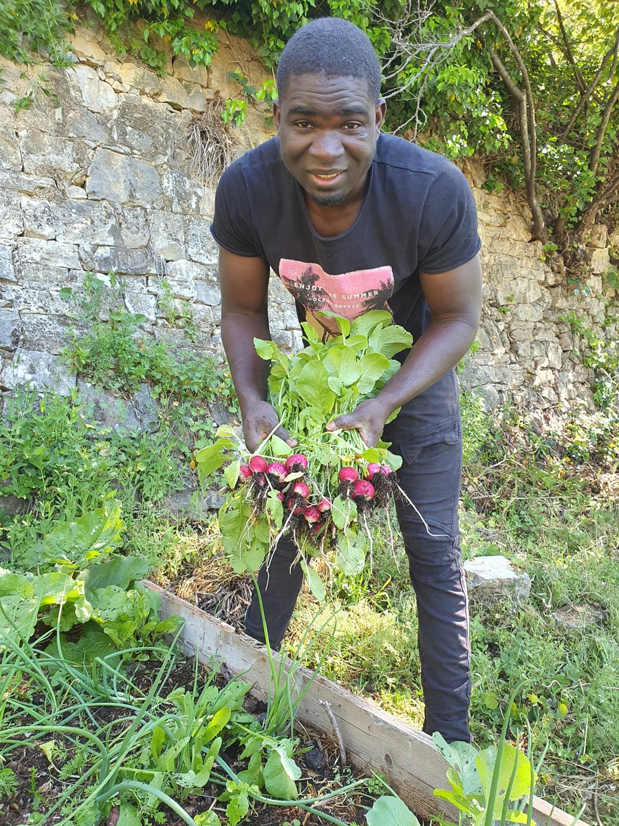 Mes radis sont prêts à consommer. 
#agroecologie