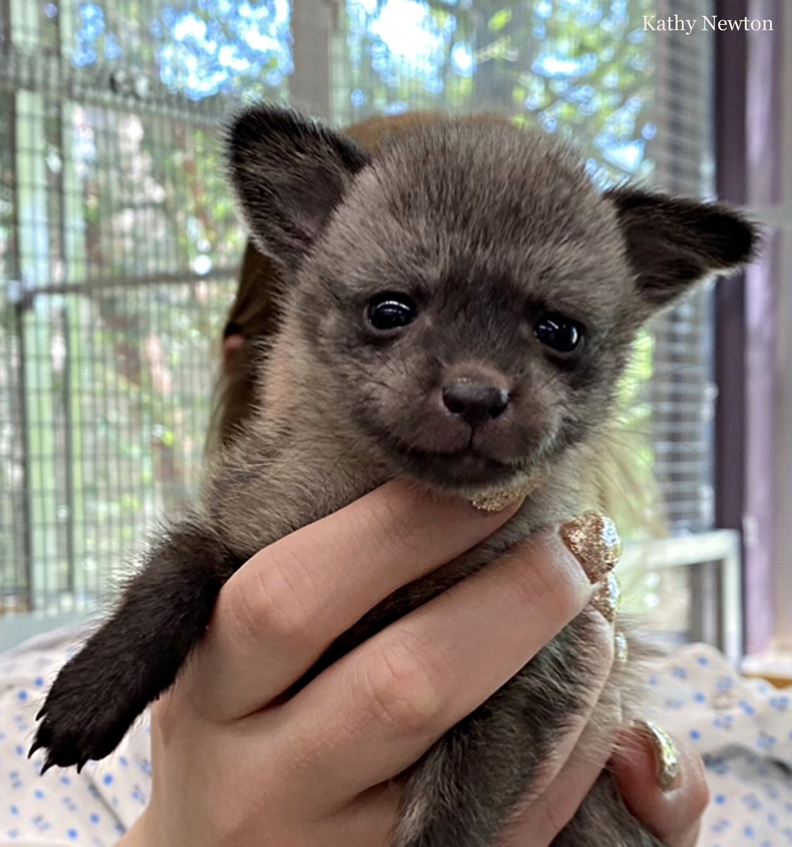 Cincinnati Zoo tweet media