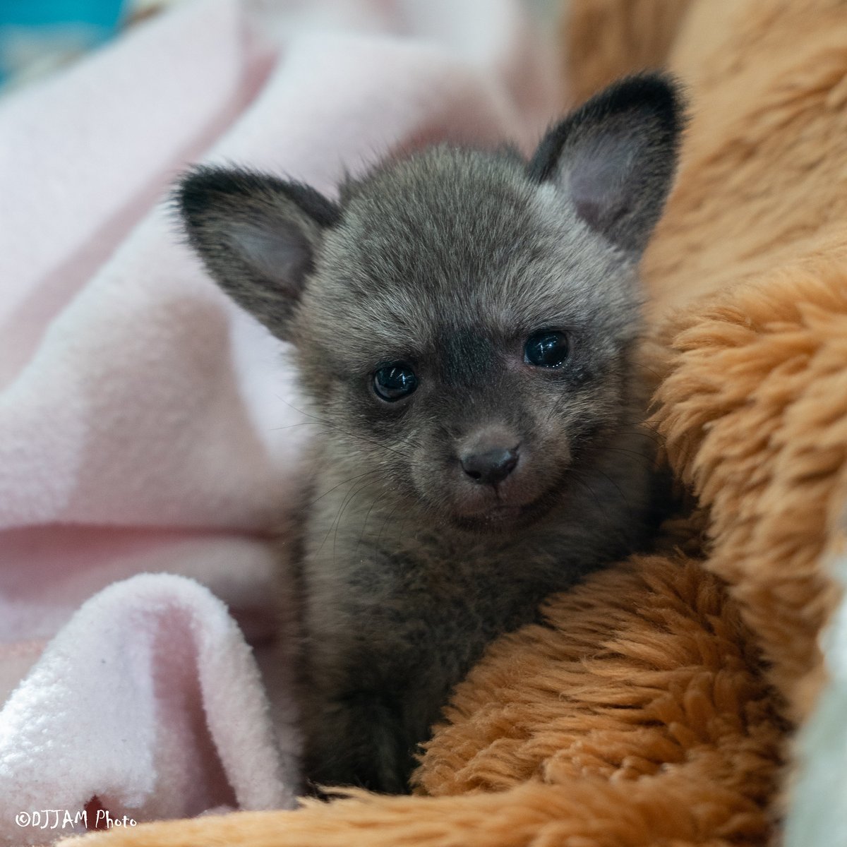 Thank you for all the awesome name suggestions! Meet Kalahari (Kal). Bat-eared foxes are native to the Kalahari desert, so the name was ear-resistible!