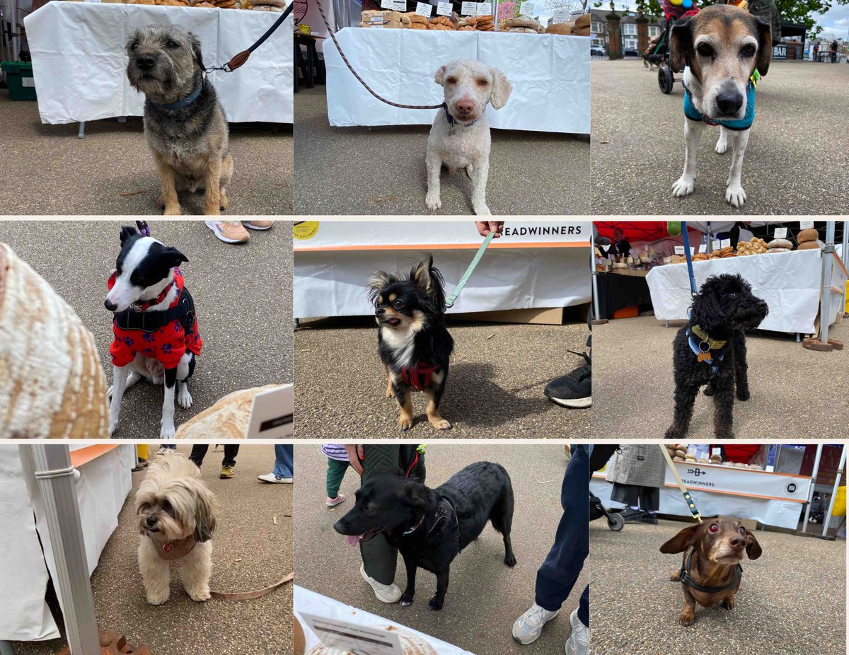 ✨ On Saturday we had the most adorable furry friends pay us a visit, their wagging tails and playful energy truly made our day!🐶🌤 If you haven’t brought your pup yet, we can’t wait to meet them too! Swing by and let your furry friend join in the fun!🌟 #dogsofbreadwinners