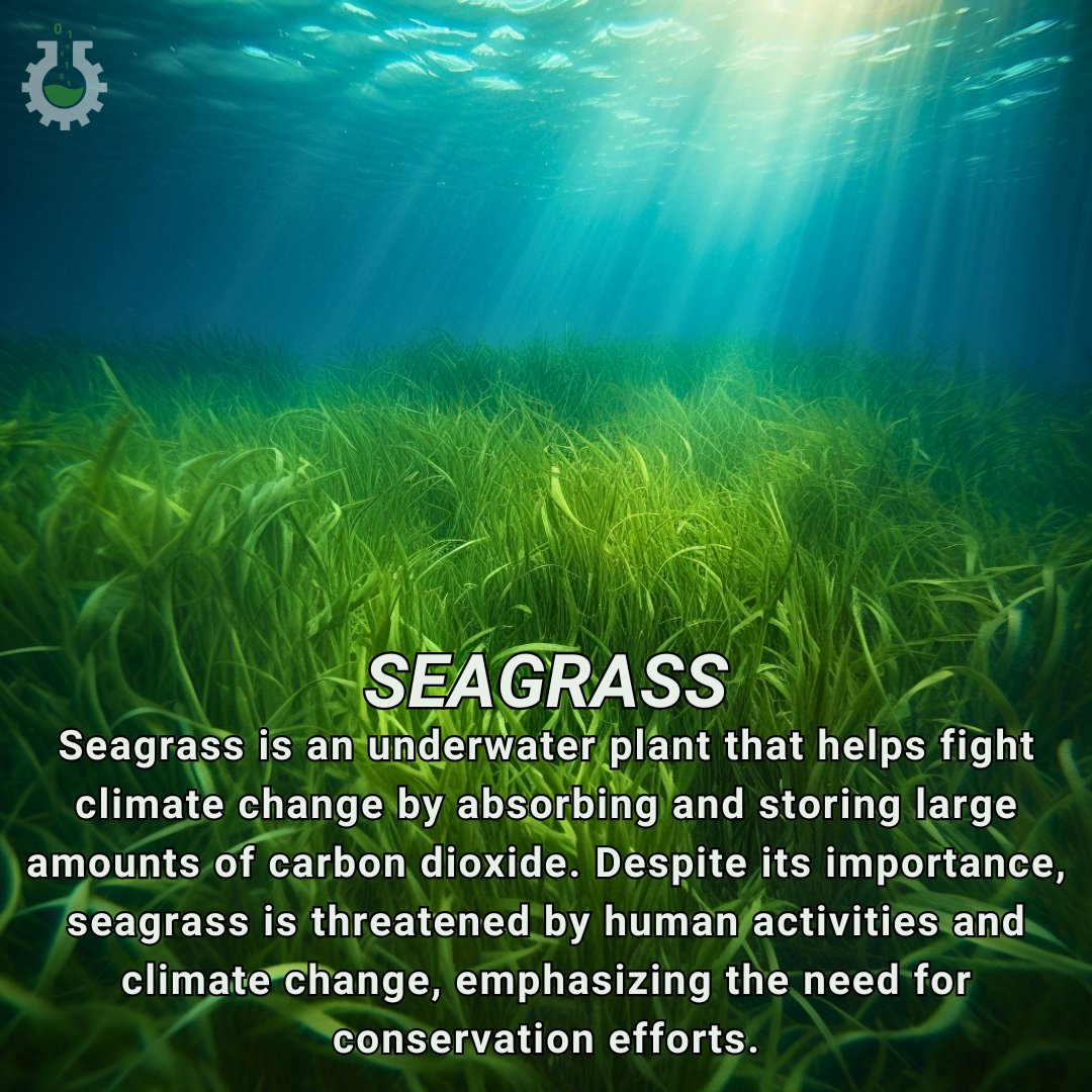 Discover today's Climate Change Poster Collection featuring seagrass ecosystems. These vital habitats absorb CO2, support marine life, and combat climate change. 

#ClimateActionNow #Seagrass #WednesdayMotivation #Wednesdayvibe #wednesdaythought 
science4data.com/climate-change…