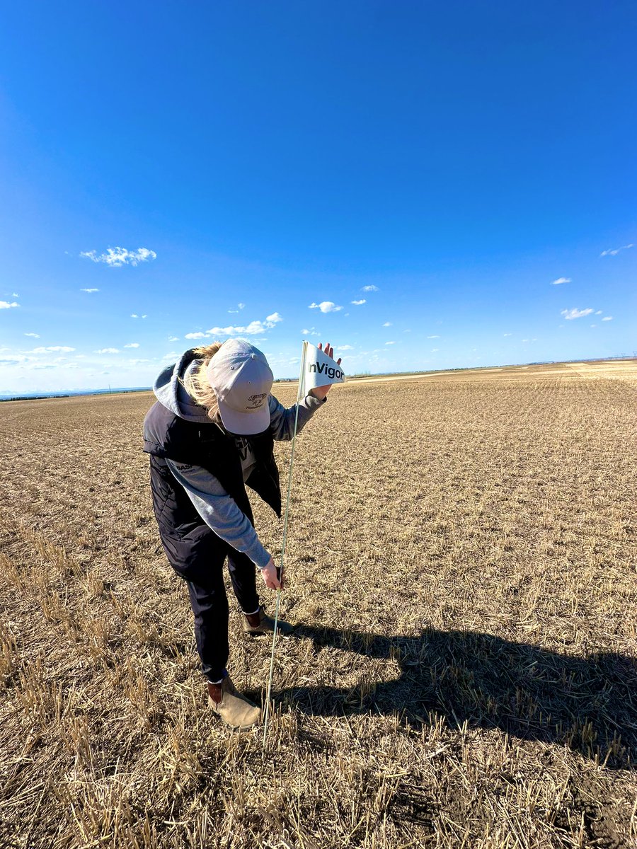 Another gorgeous day to be out in the field!
Huge shoutout to <a href="/kkistelski/">Kash</a> for being an awesome help staking my High River <a href="/BASFAgSolutions/">BASF Agricultural Solutions Canada</a> canola plot. Super hyped about the NEW InVigor hybrids this season. Stay tuned peeps✌🏼