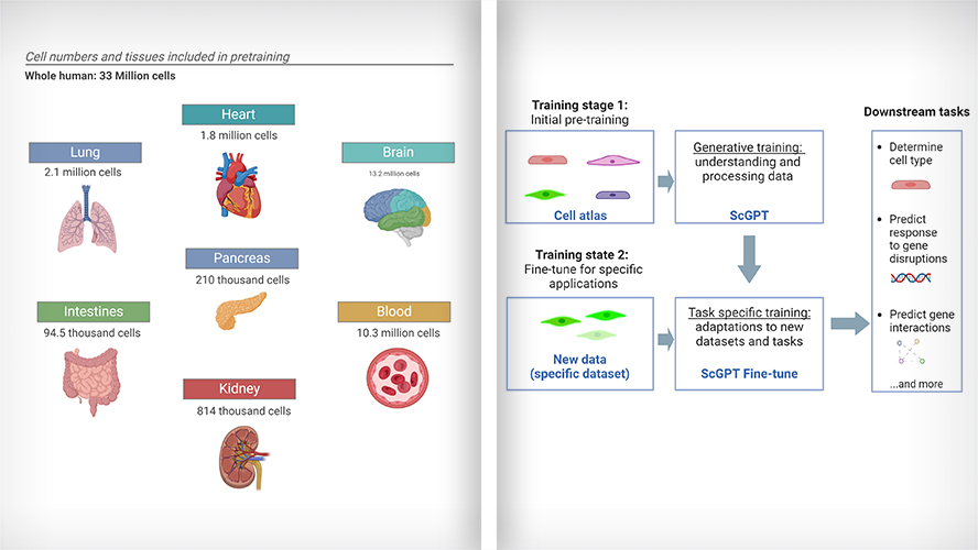 Researchers @TGHRI_UHN unveil an #AI model for analyzing data from single cells. Read about how this tool developed by @BoWang87 @HAOTIANCUI1 & @chloexwang1 has the potential to advance health research! Read more > uhnresearch.ca/news/generativ…; doi.org/10.1038/s41592…