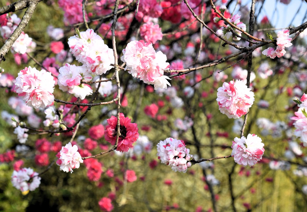 おはようございます ハナモモの花言葉『私はあなたのとりこに』 良き一日をお過ごしください🌸 #ハナモモ #富山県中央植物園 #こんな時こそTLに花を咲かせよう