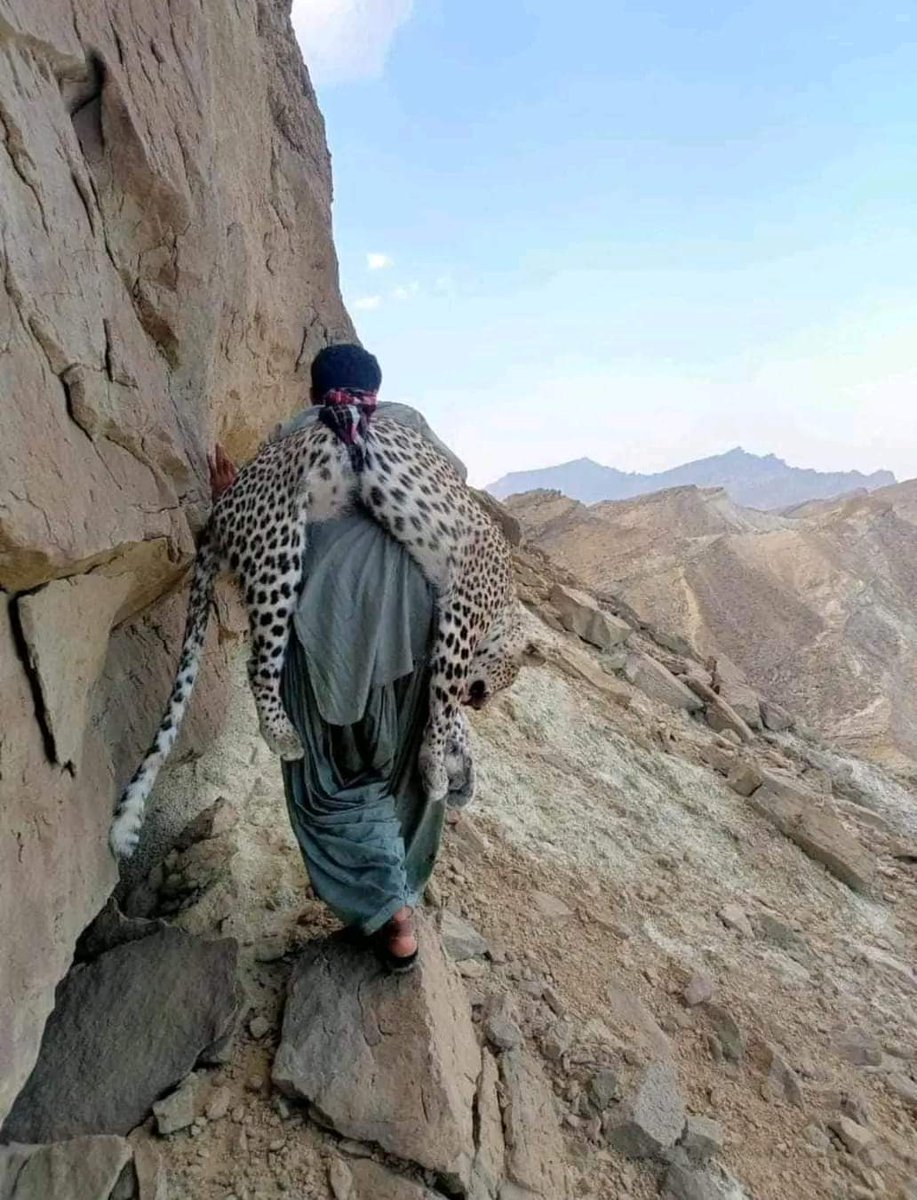 A Persian leopard has been killed in Hingol National Park, Balochistan. This tragic loss highlights the urgent need for stronger wildlife protection. Let's ban illegal hunting and protect wildlife and national parks. 
#SaveWildLife
@WWFPak @WWF @TheWCS 
@HamidMirPAK