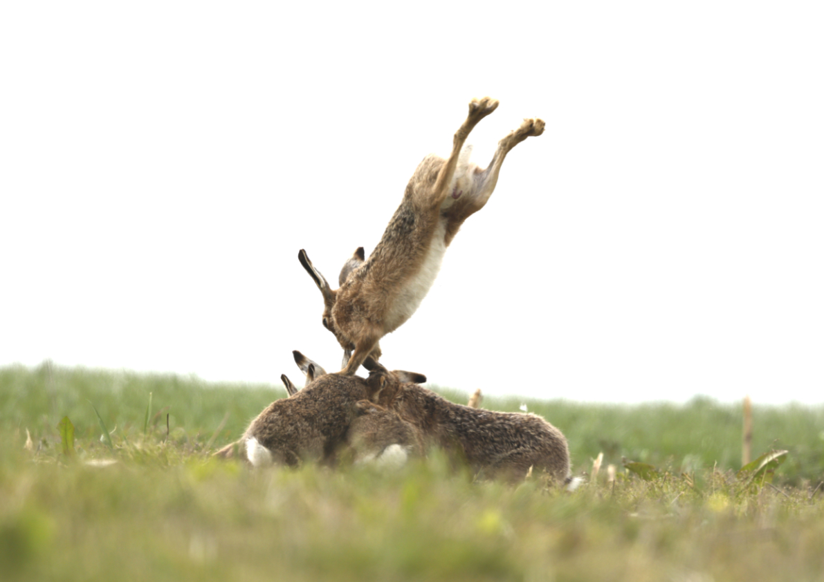 She is in there, somewhere! @JaneGoodallInst @DrJonesWales @LisaDunleavy1 @DrKathWalker @GaviganGL @SPerrywink @beaverafanc @PinemartensUK @lesley_nicol @vickimichelle @PeterEgan6 @APPGTrophyHunt @WildlifeMag @BBCCountryfile @DorsetMag @TEC_Kimmeridge @springmeister