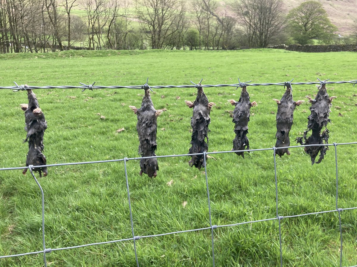 @BenGoldsmith @LivingTLOL Troutbeck Valley last weekend. Weird behaviour.