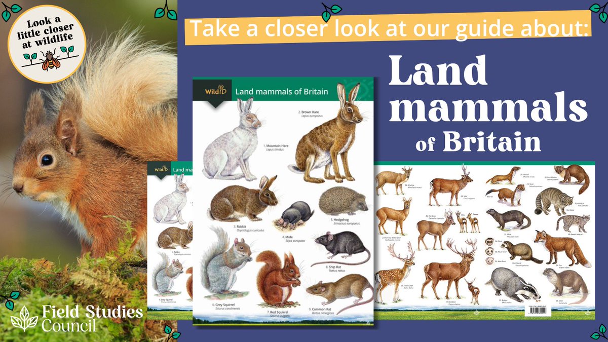 🐇 Did you know Britain is home to around 90 species of mammal? 🦔 But would you know how to tell the difference between a hare & a rabbit? Or a mouse & a shrew? 🦌 Our land mammals guide covers 36 species of Britain and Ireland 👉 Get your guide: ow.ly/zg2R50Rnk3L