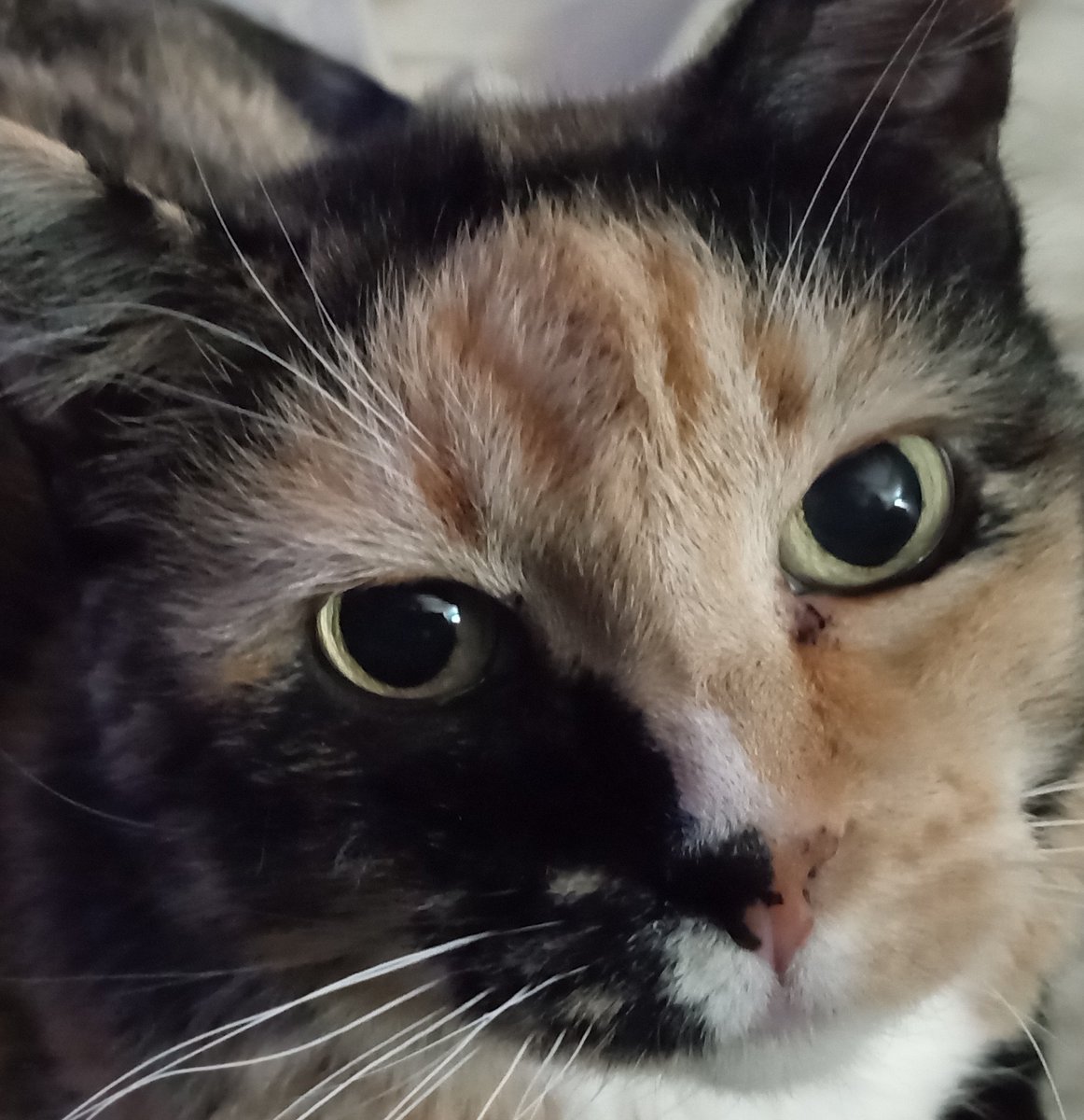 Cj 🌵 Arizona tweet media