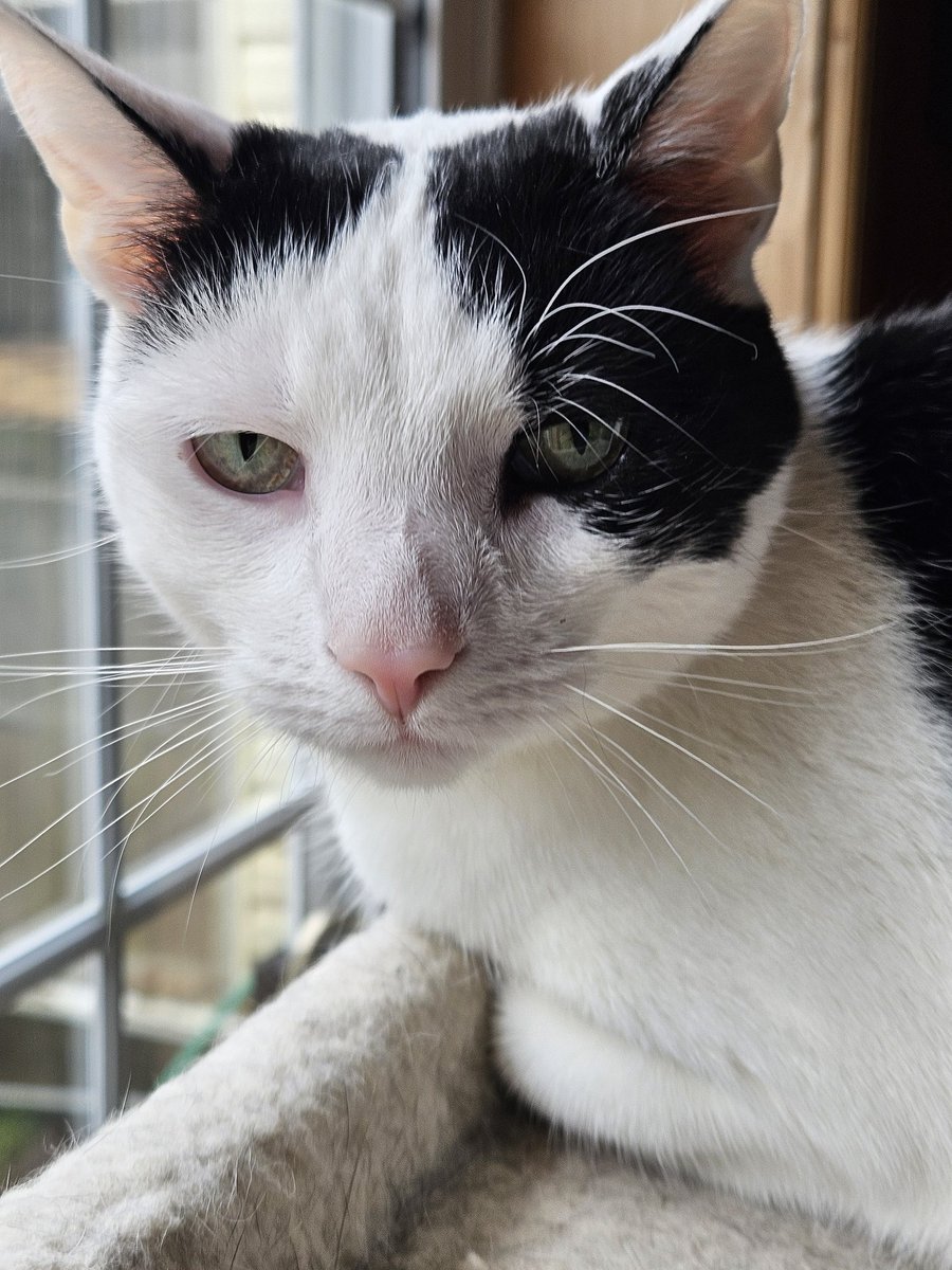 Hope mew are having a purrfect #WhiskersWednesday! I want to go out in my catio, but Meowmy won't let me go. She says, rainy, damp, + cold. It's 42°! I can handle that! #cowcat #CatsOfTwitterX #AdoptDontShop #StaySafeFurrends