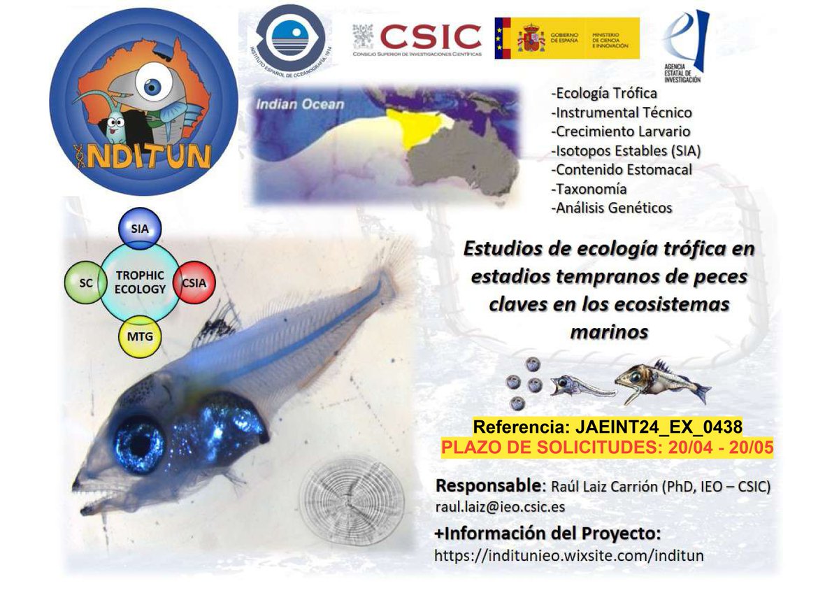🔴BECA JAE-INTRO 2024 ¿Estudiante de grado o máster? ¡Iníciate a la investigación en el Centro Oceanográfico de Málaga (IEO – CSIC)@IEO_Malaga @IEOoceanografia estudiando la ecología trófica en larvas de túnidos! 🔶Solicitud: hasta el 20/04/2024 🌐sede.csic.gob.es/intro2024