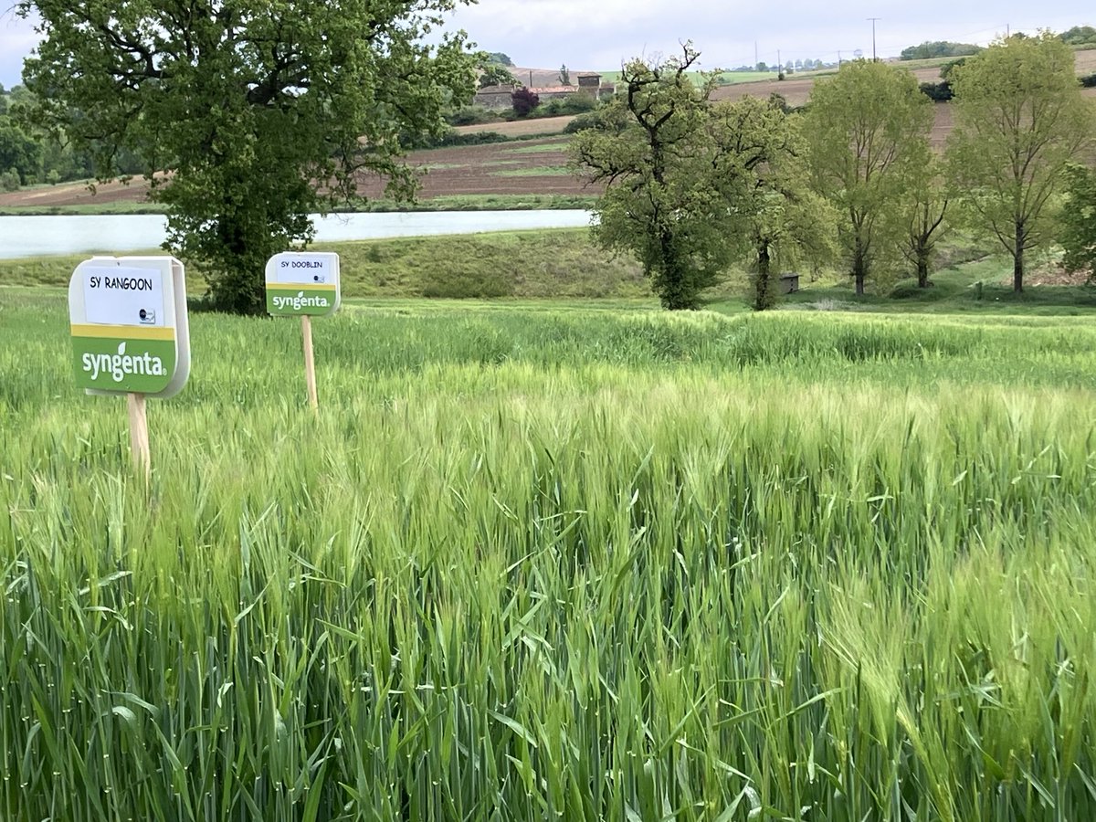 basset cyril tweet media