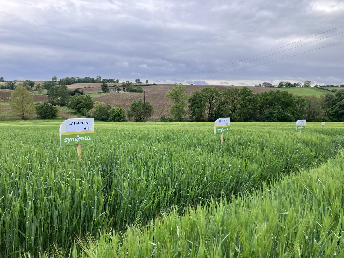 basset cyril tweet media