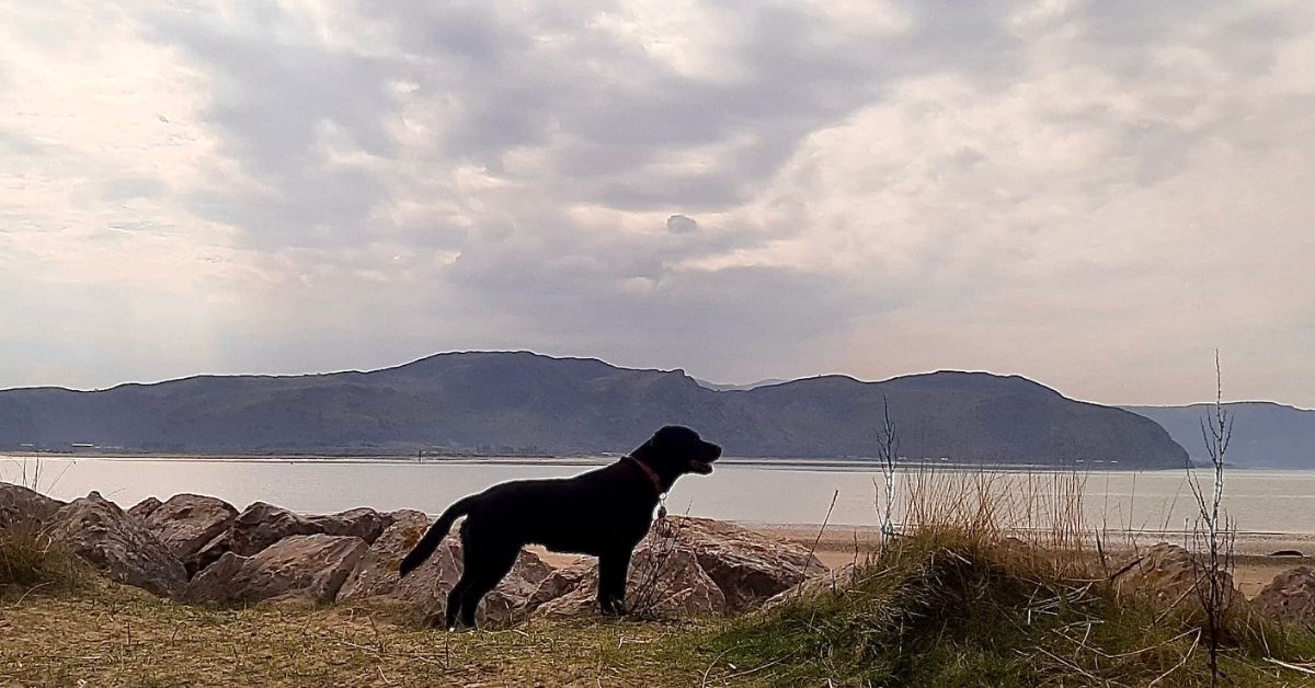 How has having a Guide Dog impacted your life? On #internationalguidedogday LOOK's Mentor Project Officer, Andrea has shared with us in a wonderful blog her journey of loss, discovery and new adventures with her Guide Dog Cassie. buff.ly/4deB55Q