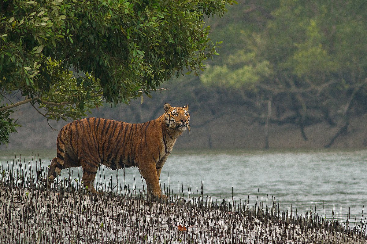 🧵on Sundarbans Mangrove Restoration Project

In this Thread 
🍀About Sundarban 
🍀Threat on Sundarban 
🍀How Restoration is Happening 

(1/6) Sundarbans is a Mangrove area in the Delta formed by the confluence of the Ganges, 
Brahmaputra and Meghna Rivers in the Bay of Bengal.