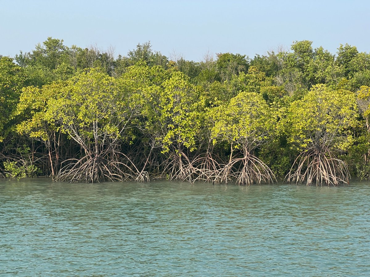 (3/6) Issue
Sundarbans are under threat from both natural and human-made causes despite both Country Government Commitment. Increased in salinity caused by rising sea levels.Cyclone previously devastated the Sundarbans with massive casualties. #TreeConservation #trees