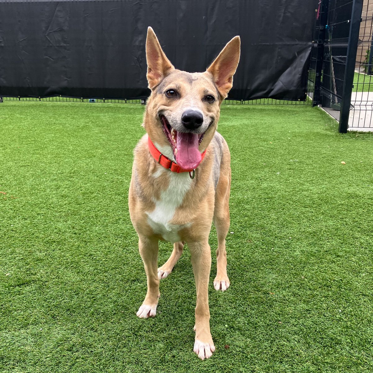 PET OF THE WEEK🐾Howdy there, partner! My name is Alma! I'm an energetic gal who enjoys a good run, playing fetch, and chasing after balls. If you're an active family ready for outdoor fun, I'm your perfect match! Call (714) 935-6848 and mention my Animal ID A1836614 to adopt me!