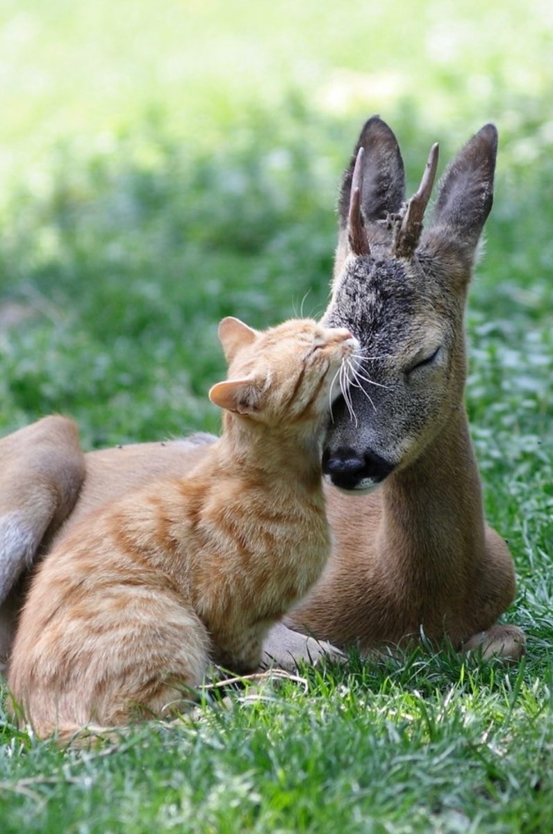 💜🌿 #BestFriends 🥰🦌🐈 ☆ ★ ✮🐝🦋 ★ ☆🐣🦉 ☆ ★ ✮ 🦊🧡★ ☆ 🐾🦋