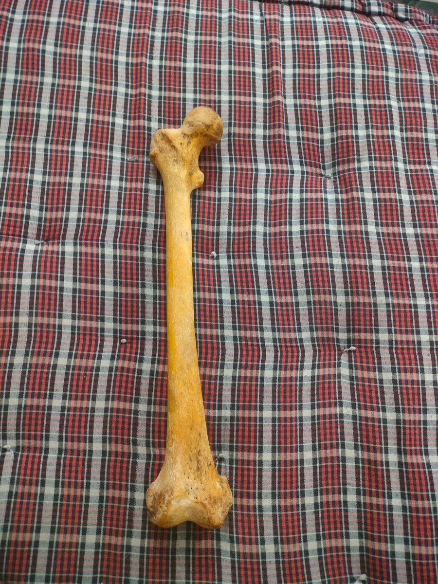 Anatomy Practicals ✅ Guess the bone