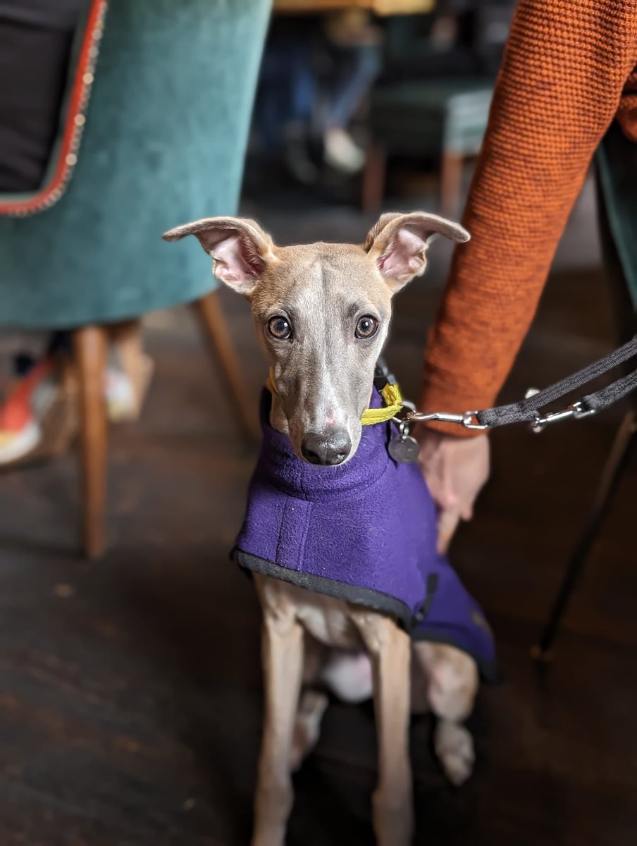 Looks like The Woolpack just got a whole lot furrier! Greyhounds in jackets? Now that’s what we call ‘pawsitively’ stylish! 🍻🐾

#greyhound #togetheratyoungs #youngspubs #bermondsey #bermondseystreet #dogsofinstagram #pubsofinstagram