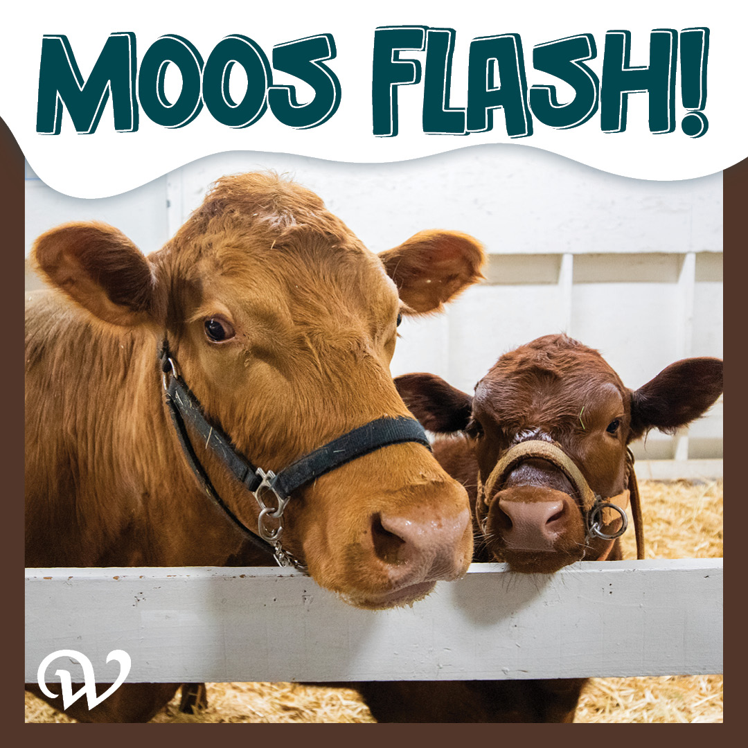 MOOS FLASH! Did you see Spice and Little Dude at Spring Fair?🐮 They were an udder-ly cute glimpse of what you can see this fall. If you’d like to learn more about how to support this exhibit, please visit the Washington State Fair Foundation page - bit.ly/3WeqQIp
