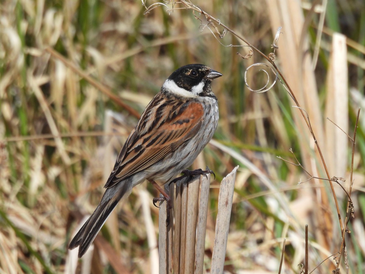 Reed Bunting - Loch of Kinnordy, Kirriemuir, Angus