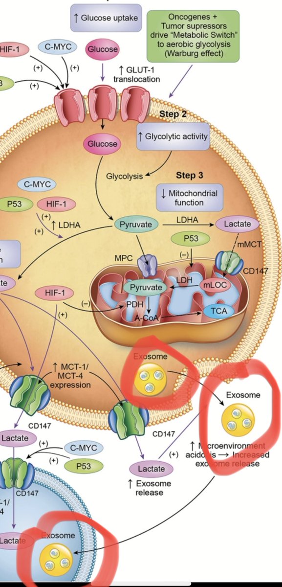 A possible hypothesis that I have behind the benefits of exercise in cancer patients:

Exercise increases mitochondrial function and oxidative capacity in skeletal muscle,  the largest organ in the body. 

Exosomes are small vesicles secreted by organs containing genetic material