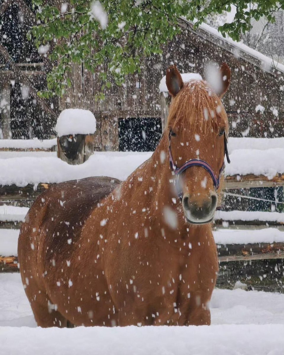 'Bohinj: still in winter mode in spring! 😄❄️ What's the this guy take on this? 🐴 📸 Ranč Mrcina'