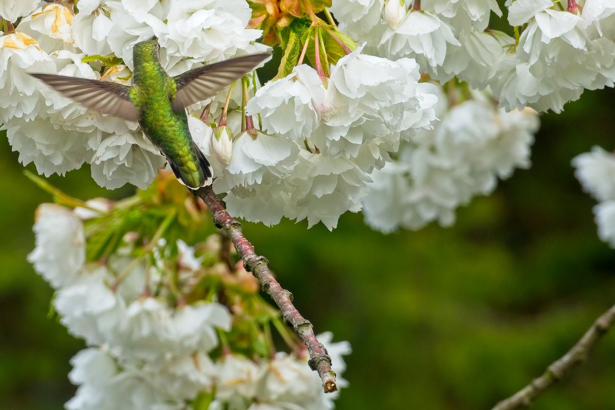 Geoff Johnson tweet media