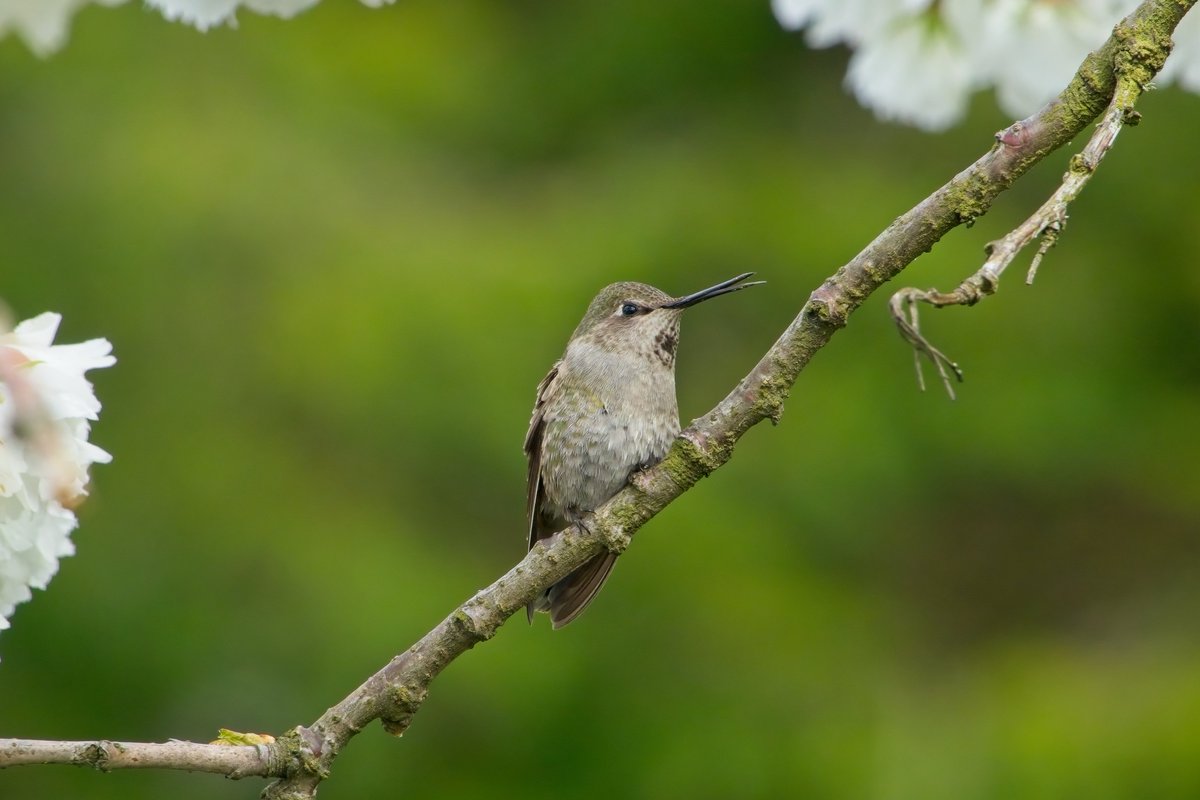 Geoff Johnson tweet media