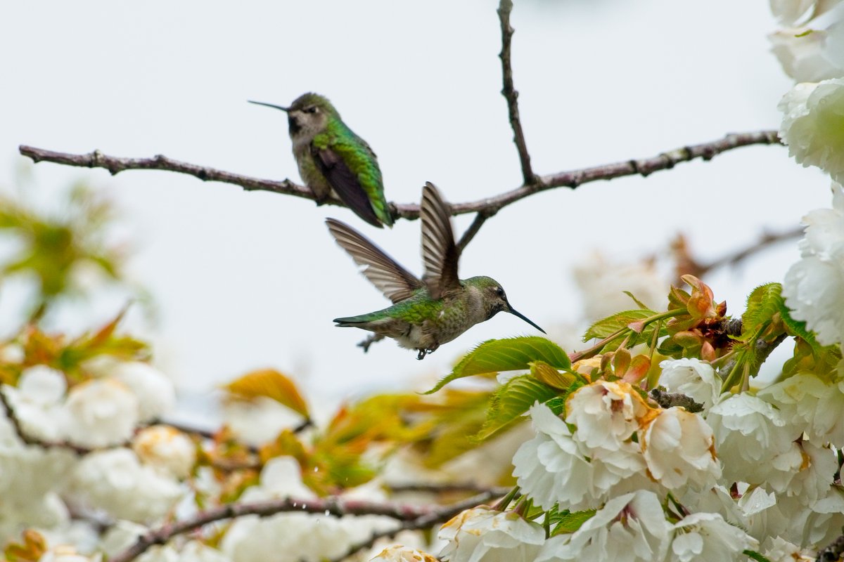 Geoff Johnson tweet media