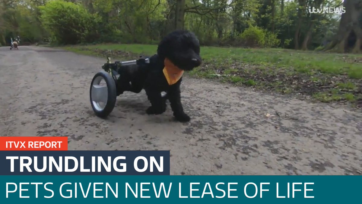 Engineering new lease of life for dogs @barbara_utv reports for ITVX itv.com/watch/news/eng…