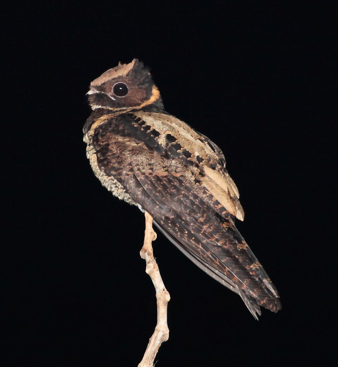 Go fuck yourself
anyway look at the Great Eared Nightjar!! :D