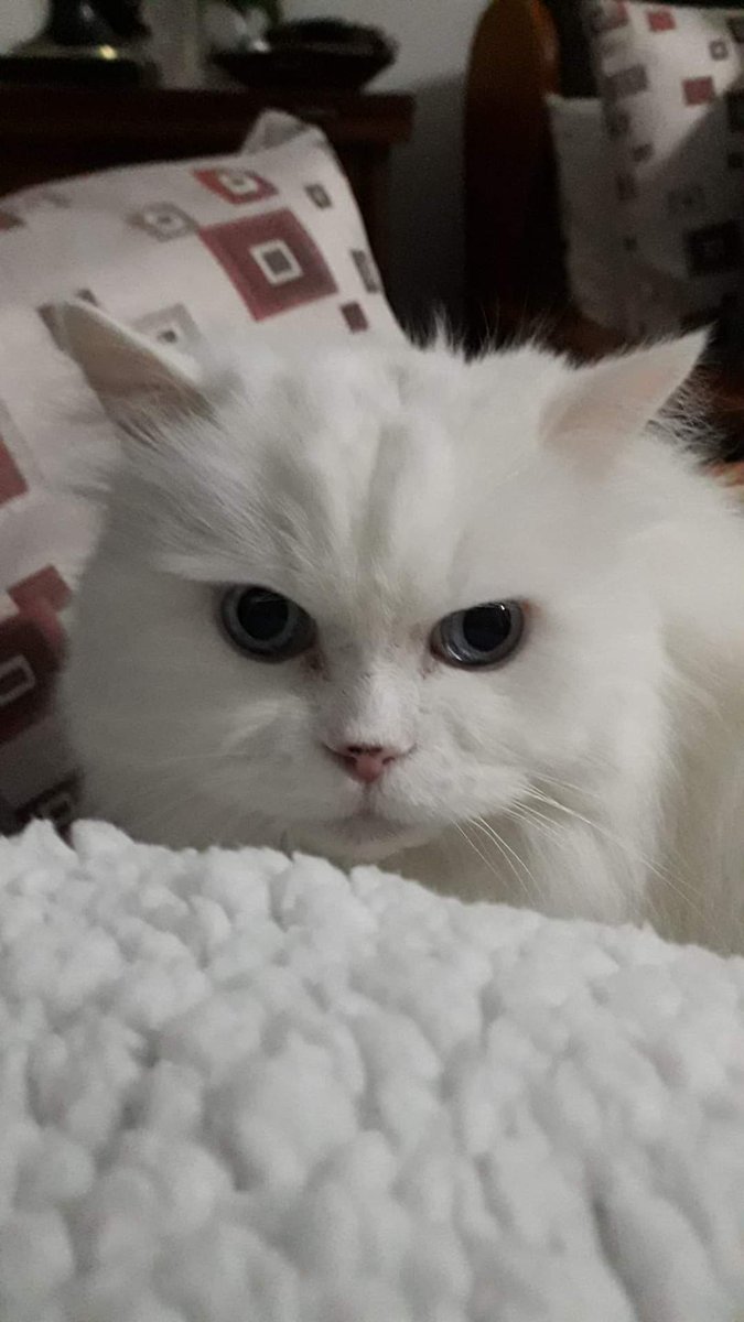 Madrid CASO EXTERNO. 🙏Esta preciosidad es IAN, un gatito de en torno a 15 años de una señora mayor que no puede cuidarle más ya que padece cáncer. Está esterilizado, sin ninguna enfermedad,es muy sociable y cariñoso . Seria un compañero ideal para otra persona mayor, ya que