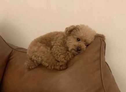 지돌장군 tweet media