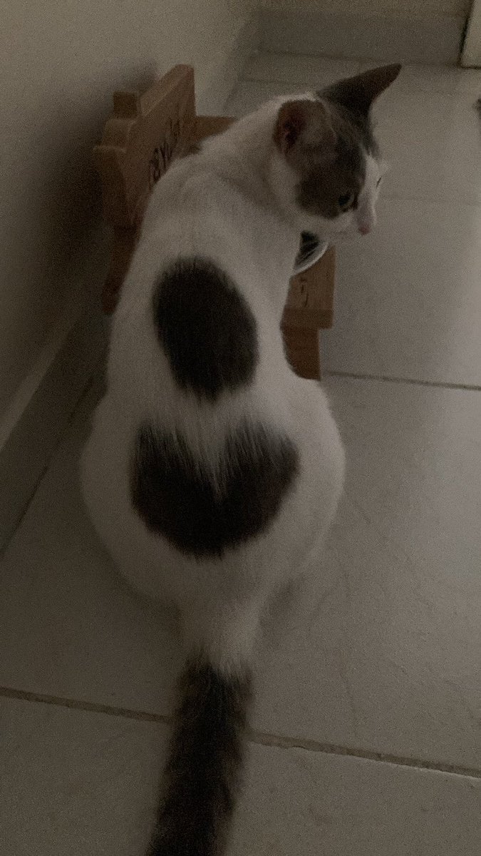 Aşk kedisi...favlayan gerçek aşkı buluyor..