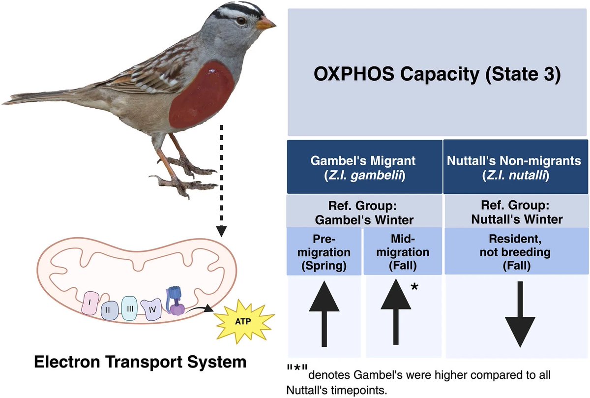 Chapter 1 of my dissertation is now live! 
This was a tremendous amount of work and a team effort. So excited to share with you all! Figure from article and made using Biorender.  nature.com/articles/s4159…