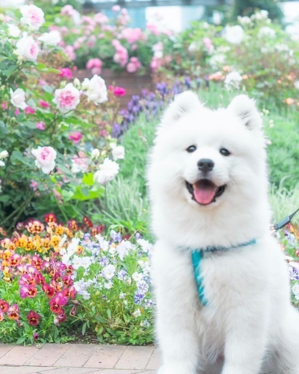 #サモエド春のパピー祭り
#サモエド
#samoyed
#サモエド虎太朗