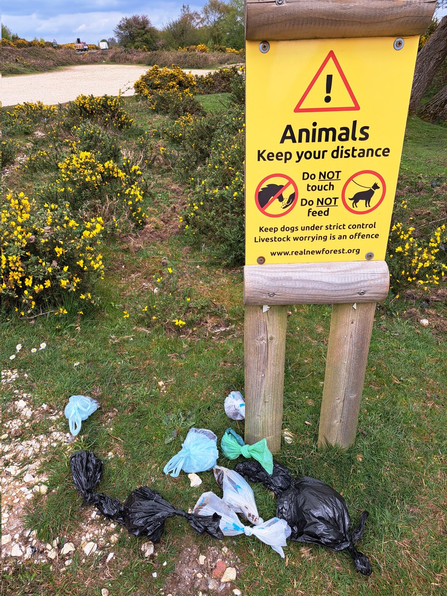 The disappointing, sad & grim, scene greeting me at #NewForest Ashley Walk car park today 😢  Our dogs poo, bagged or unbagged, is not a natural part of our countryside. It pollutes our environment & harms livestock, wildlife & plants. Bag it, bin it! #CareForTheForest