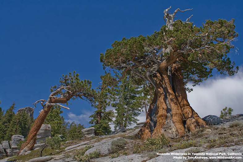 WildernessWatch's tweet image. "I think that I shall never see, a poem lovely as a tree."    – Joyce Kilmer

#ForestFriday #NationalParkWeek