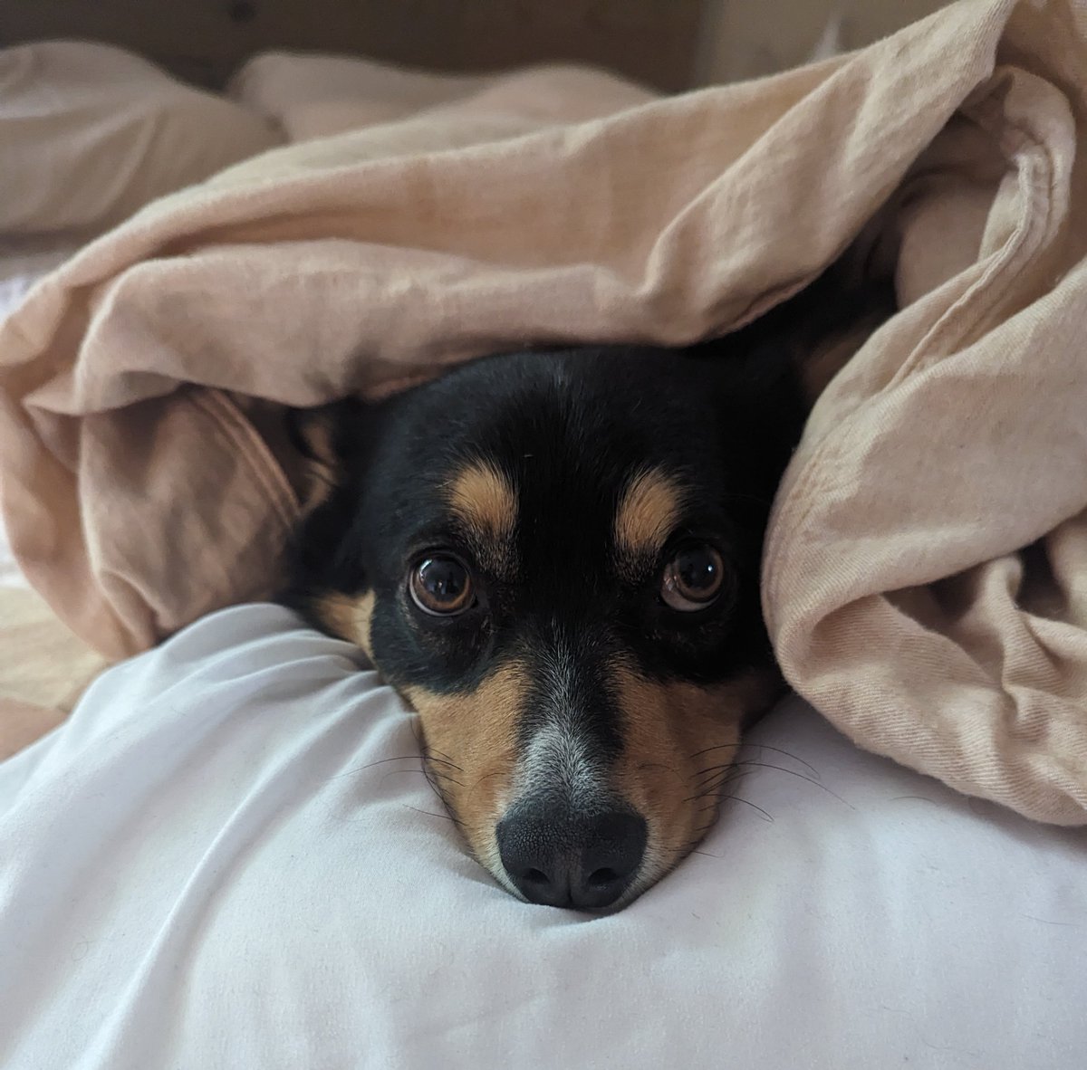grepLeigh's tweet photo. "MoOooOoom I don't wanna get up" https://t.co/K3TVHshfnA