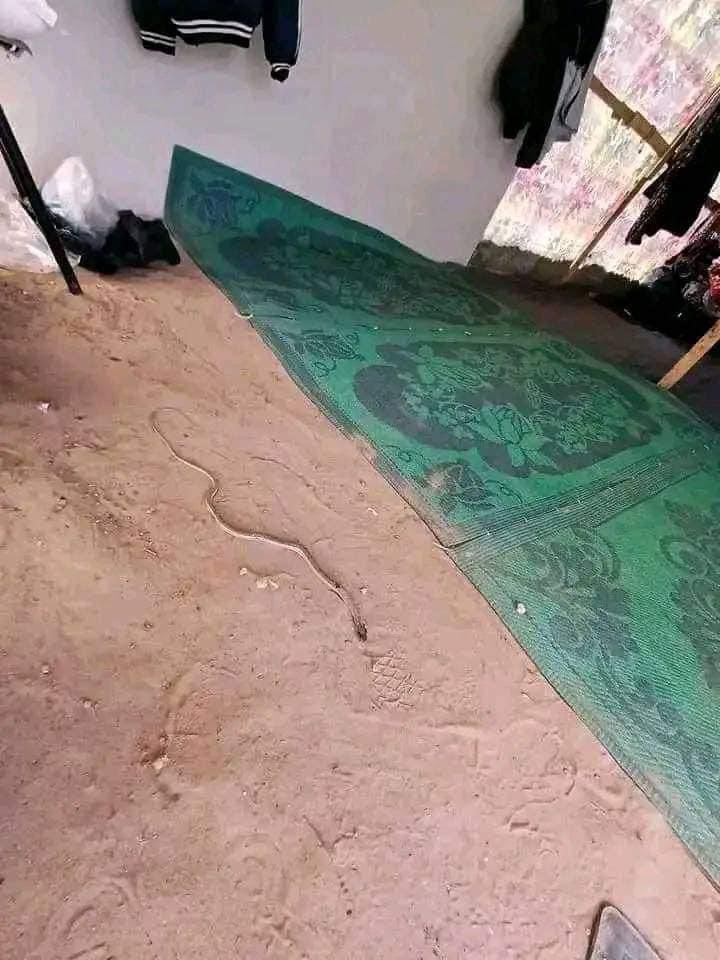 The temperature reaches 39 degrees. 

The heat combined with the tent 
temperatures create an excellent environment for reptiles. 

Don't forget to include them in your prayers these days. 

People are literally dying from the heat.