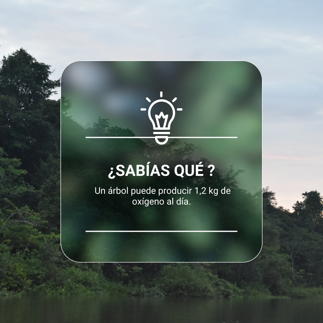 Sabías que los árboles son fundamentales para mantener el equilibrio ambiental y para nuestra propia supervivencia.

✅El oxígeno de un árbol es esencial para la respiración de todos los seres vivos, incluyendo animales y plantas.

✅¡Siembra un árbol y ayuda al planeta!

#Mangle