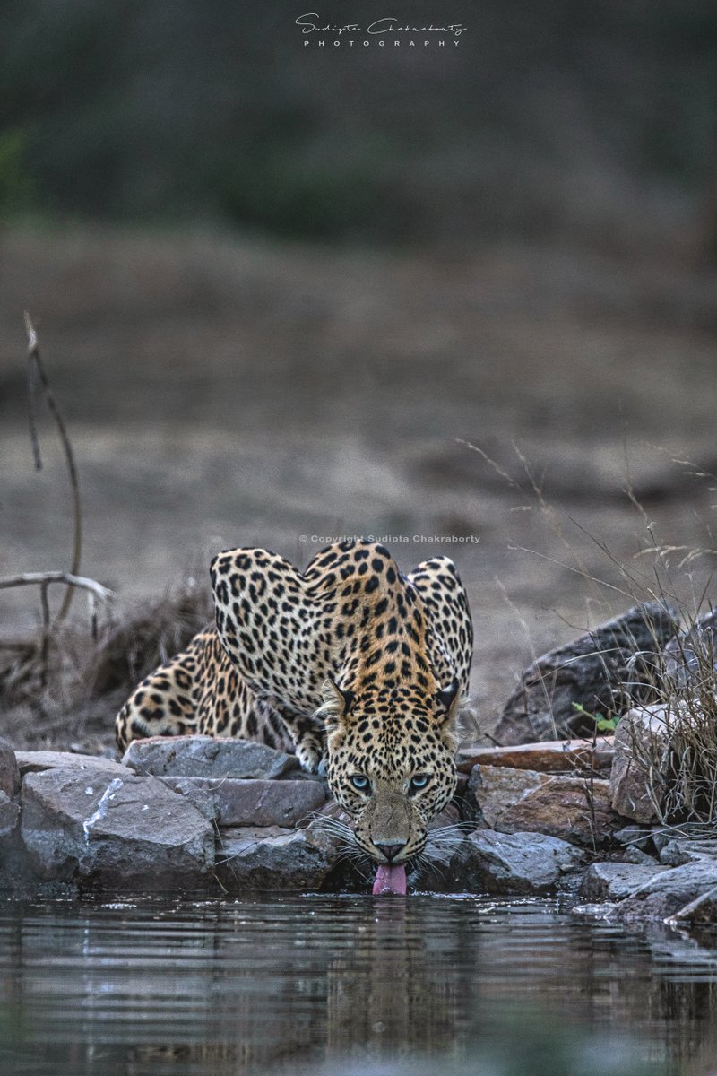 | Leopard | Jhalana, India #NGTIndia #CanonPhotography #animalplanetindia #NaturePhotography #IndiAves #BBCWildlifePOTD @ThePhotoHour #Clickwithcanon @Avibase #ClickwithCanon #TwitterNatureCommunity @Team4Nature #NaturePhotography #EarthCapture @NatGeoIndia