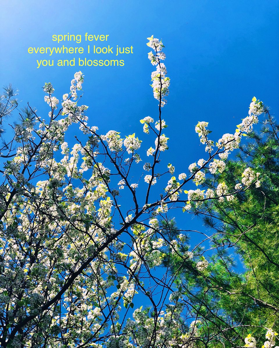 spring fever
everywhere I look just
you and blossoms

#haiga #haiku #poetry #poetrylovers #lovepoem