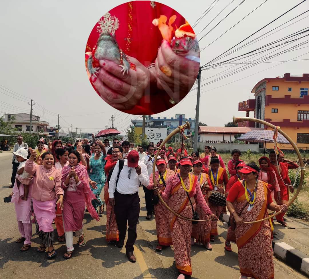 herpsNEPAL's tweet photo. Frog marriage is a local ritual in Nepal to please the Indradev (Rain God), if there is prolonged lack of rain in the country. The locals performed wedding ceremony for frogs believing there will rain blessings. #Savefrogs https://t.co/c6xNFtWY0C