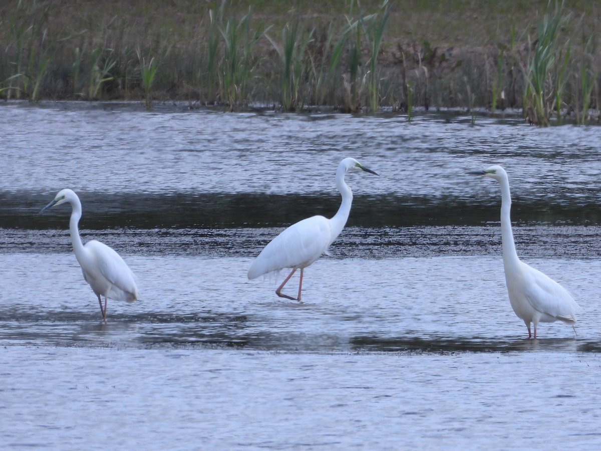 You wait ages for a Great White Egret, then three turn up together!

My first record at Powick Wetland earlier this afternoon.

#WorcsBirds