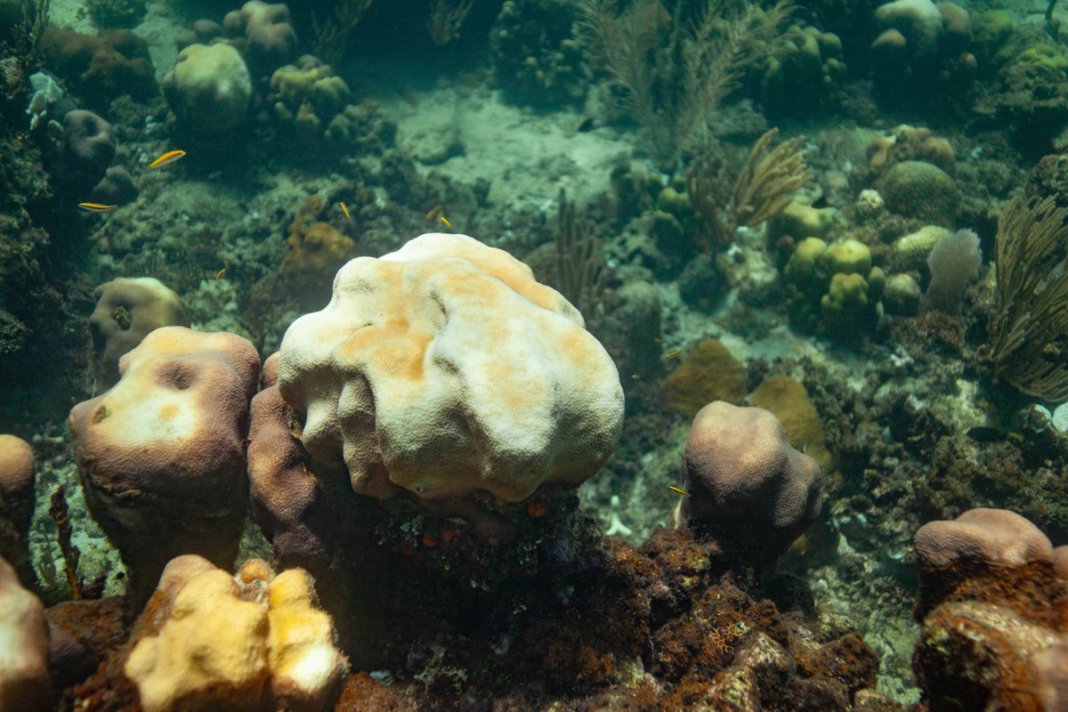 El Acuario Nacional: ¿un «Arca de Noé» para los corales de República Dominicana? dlvr.it/T5yJgQ